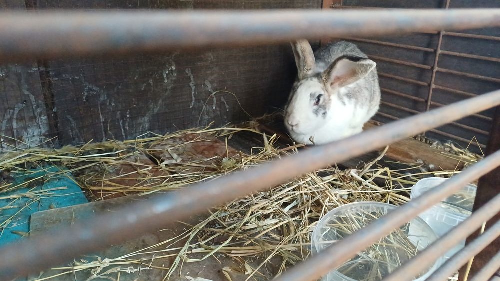 Продам кроликов микс