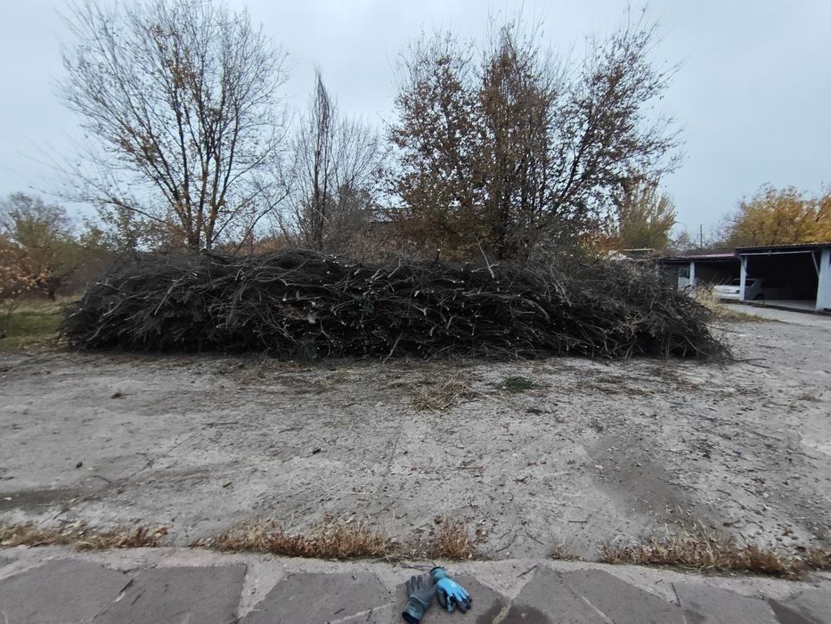 Бесплатно. Деревья сухая самовывоз