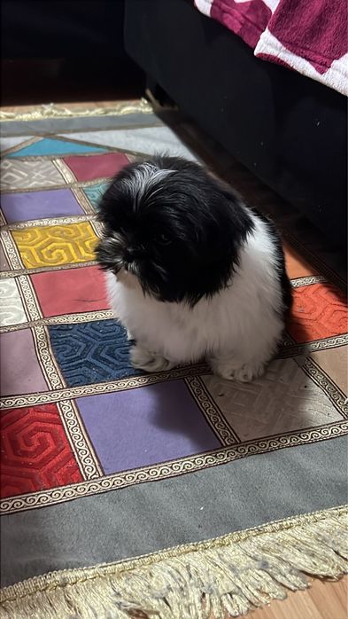 Catel Shihtzu Mini Toy