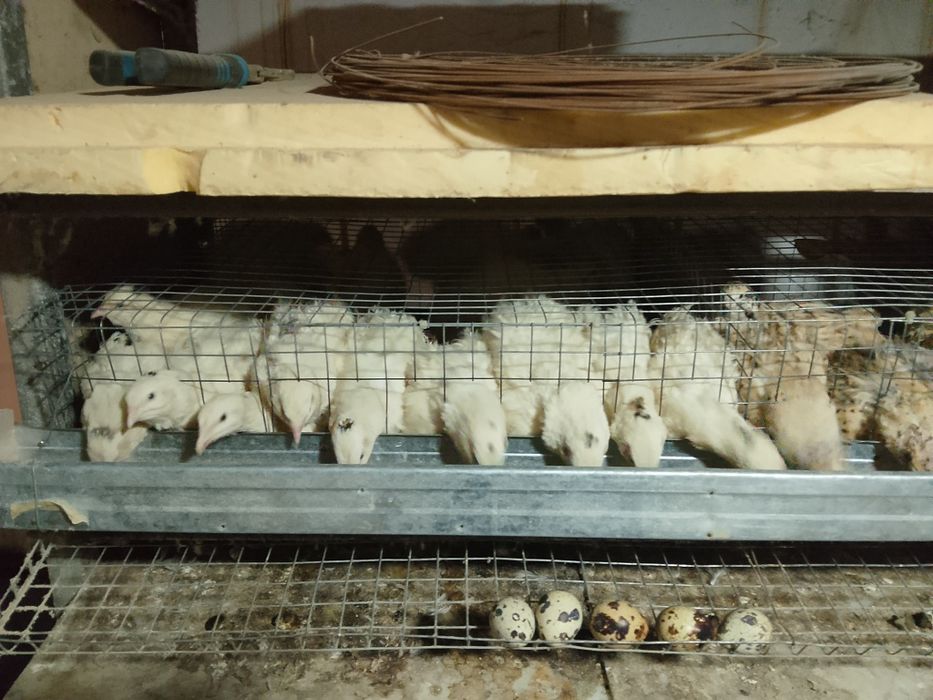 Перепелки несушки