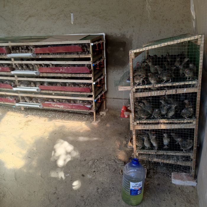 Бедоналар манжуд