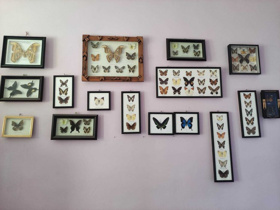 Истински пеперуди - в рамка