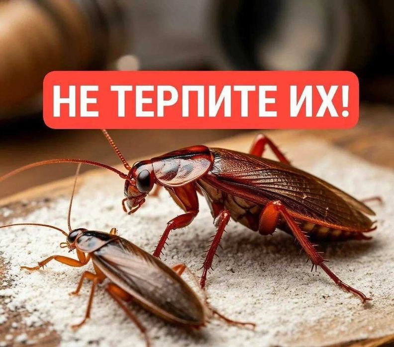 СЭС СЕРВИС | Уничтожим тараканов, клопов, блох — 100% результат!