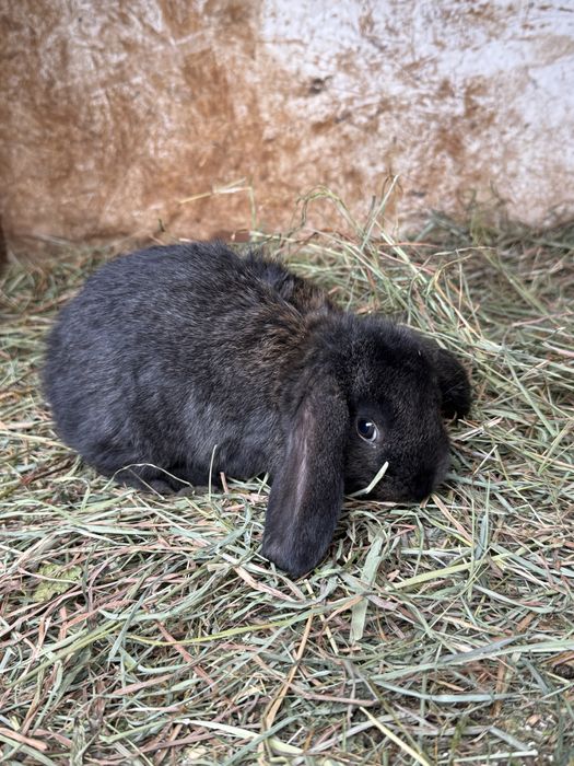 Disponibili iepurasi!!