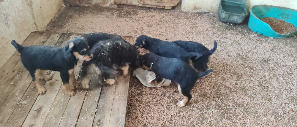 6 puiuti de 4-5 luni si mamica lor isi cauta casuta