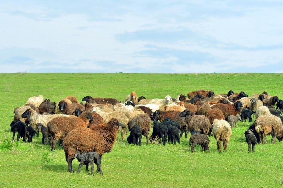 Сифатли мол ва қўй гўшти маҳсулотлари Ҳалол