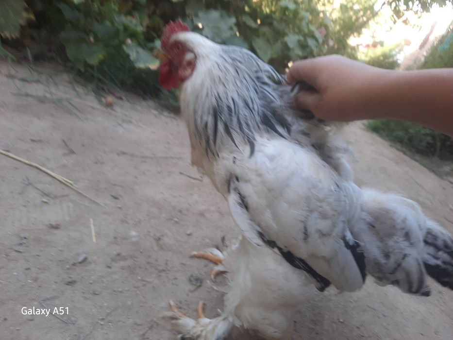 Зотдор Хуроз сотилади