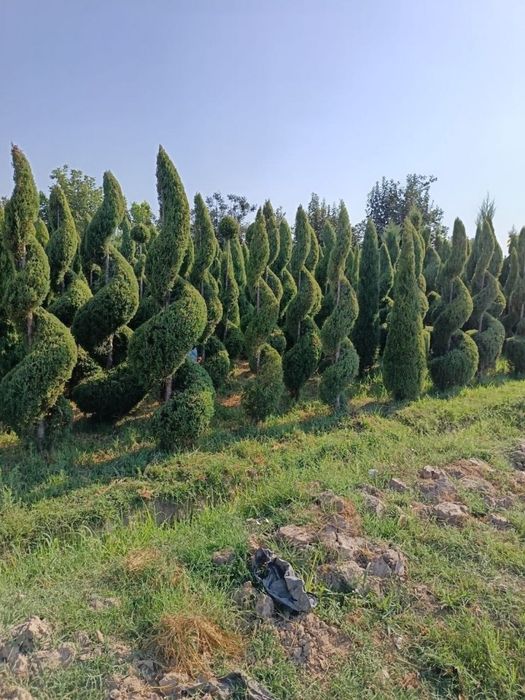 Саженцы оптом бағада