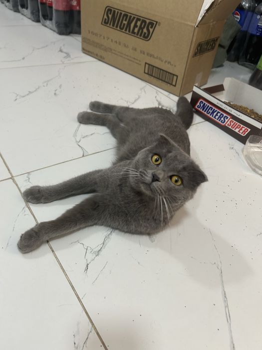 продается Британская кошка