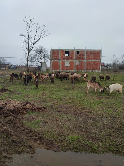 Vând capre și oi  in jur de 60.