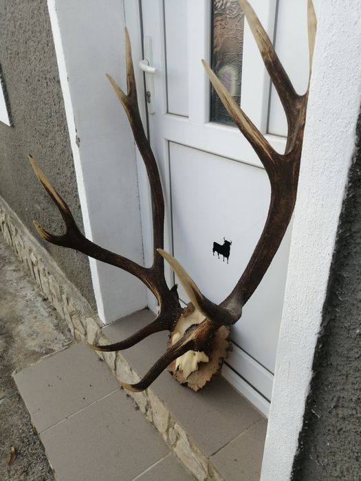 Рога, трофей от елен