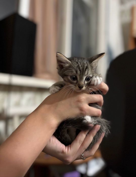 Котята , мать сиамская