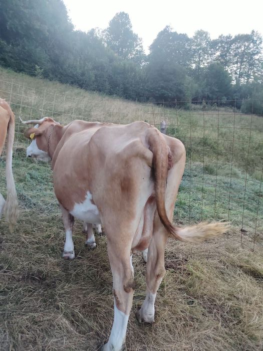 Vand vaca cu vitel