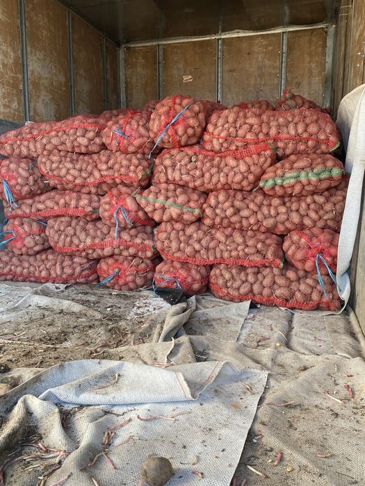 Vand cartofi alb/roz cu miez galben de consum si de saminta