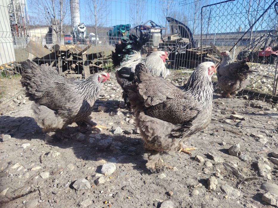 Familie brahma hdi 4+1