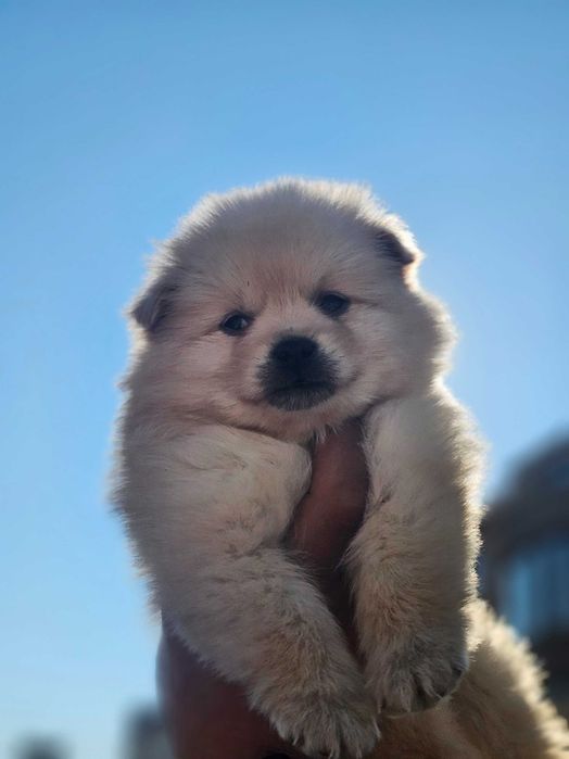 Мини померан на почти 2 месеца