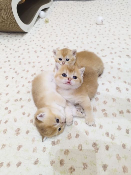 Чистокровные малыши готовы  переехать в новый дом