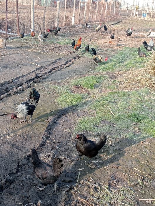 Продам карликовых курей