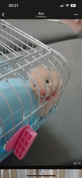 Сирийский хомяк белый