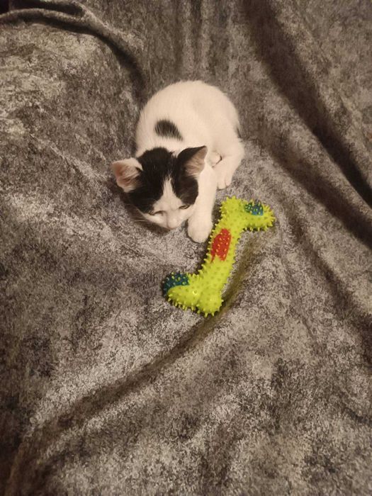 Подарявам женско коте