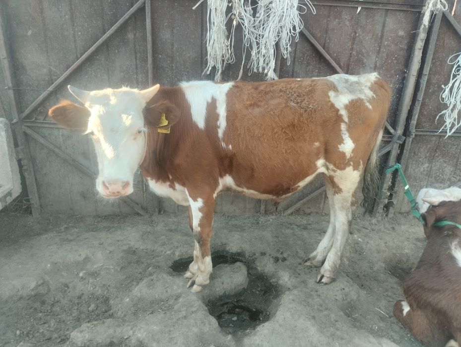 Продам бычки годавалые