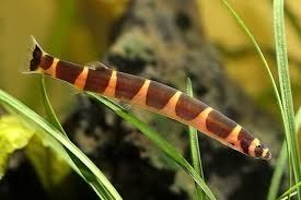 Kuhli Loach.    .