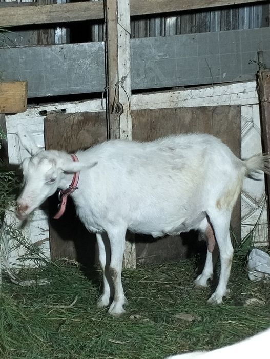 Коза доиная сауын ешкы