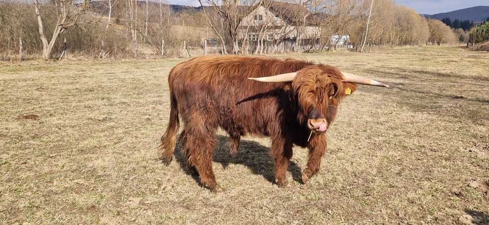 Taur scotian, rasa highland