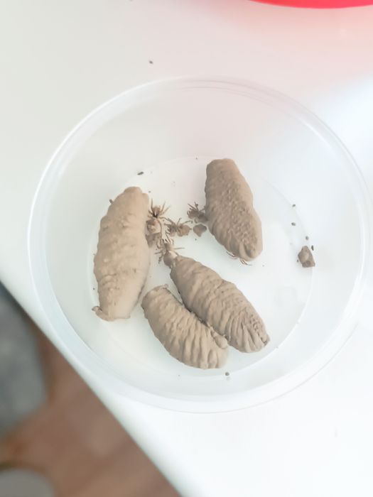 Орыс апа кончалары