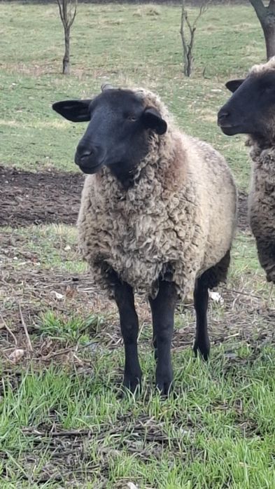 Mioară gestantă,cârlane gestante cu berbec suffolk original