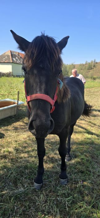 Mânz necastrat de vânzare