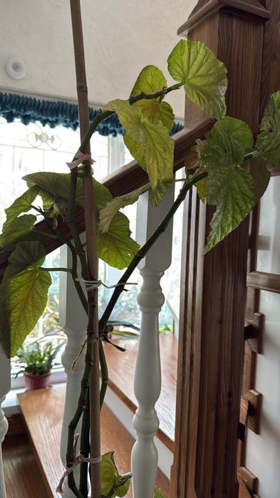 Бегония королевская