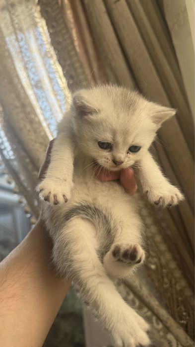 Britanskiy serebristaya zalataya shinshilla