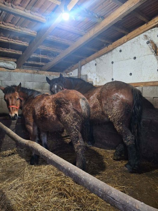 Vand o manza  de 6 luni