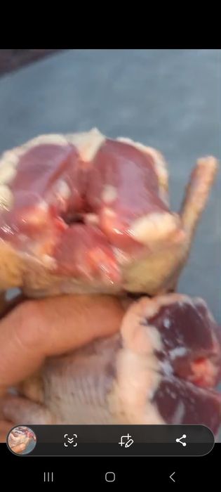 Жабаиы тау кептері