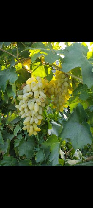 2-3 йиллик узум кучатлари сотилади