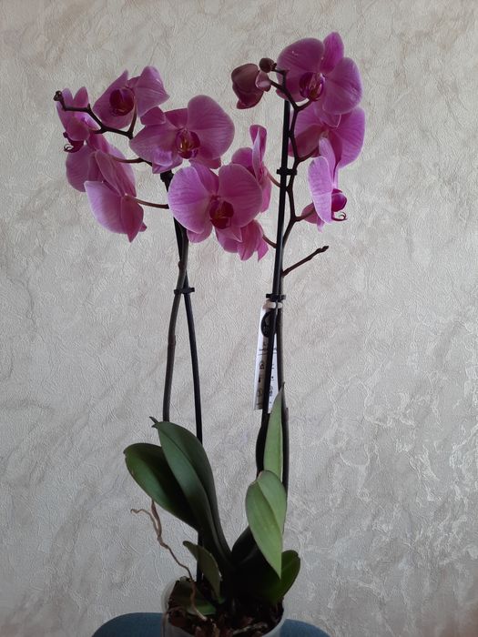 Продам шикарную Орхидею