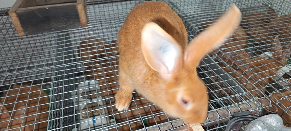 Бургундский кролик