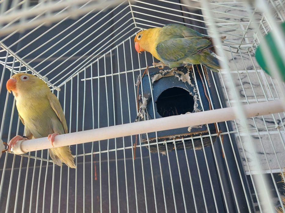 Красивые Неразлучники