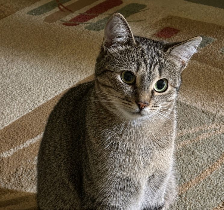 Кошка только ответственным