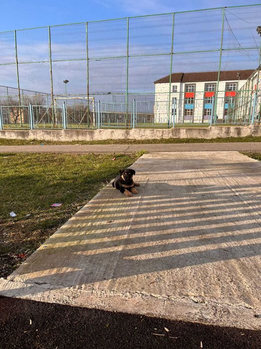 Donez caine metis rottweiler