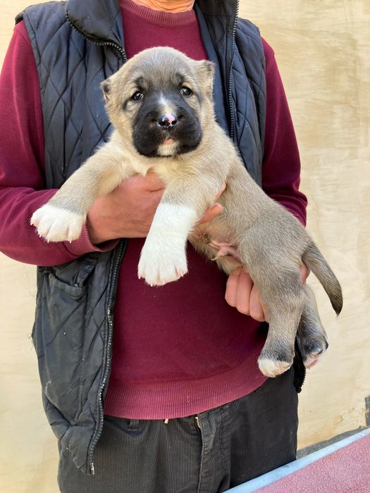 Щенок ( Турецкого Кангала ) чистокровный