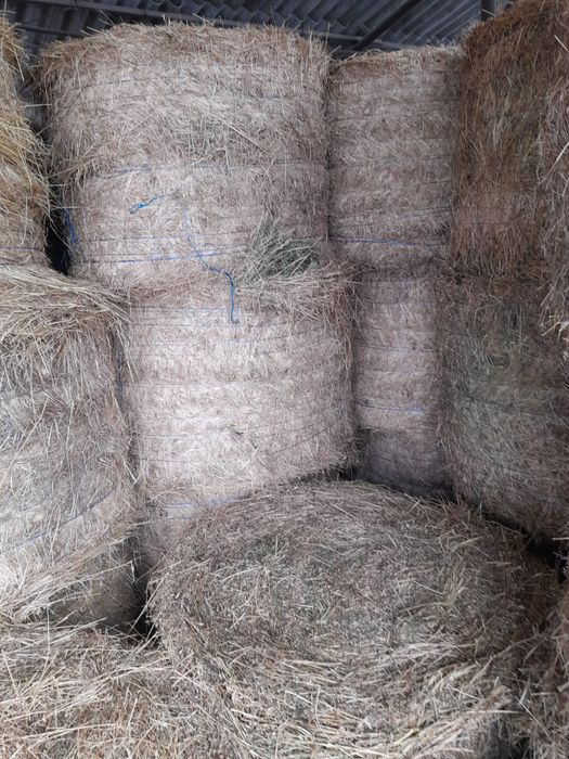 Disponibili 15 bălți de lucernă