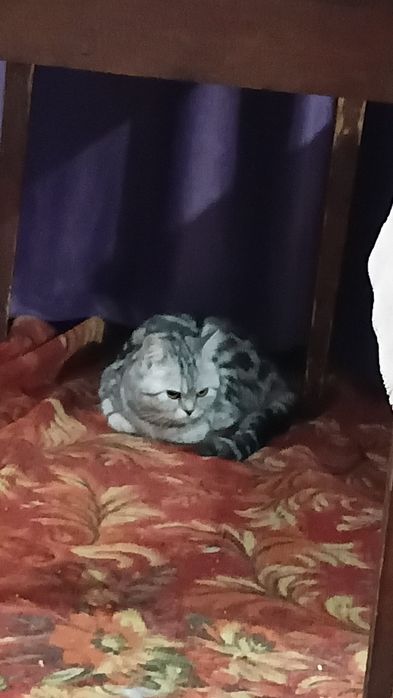 Отдам даром кошечку