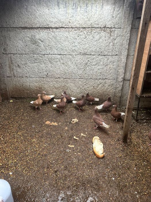 Porumbei de vanzare braila