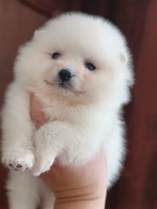 Малыши шпица ждут мам и пап