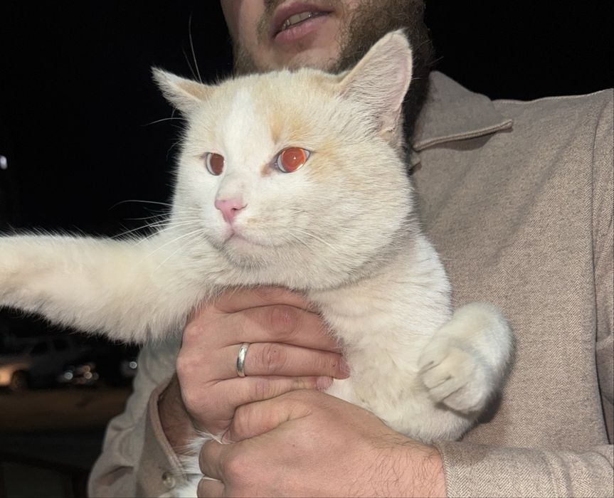 Голубоглазый кот в добрые руки