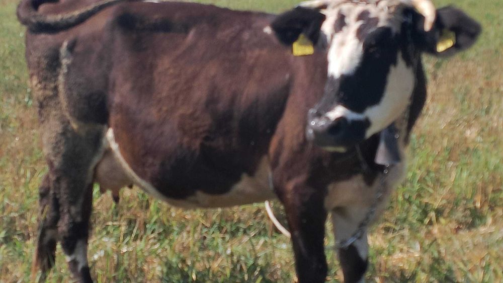 Vând vaca tânără la primul vițel
