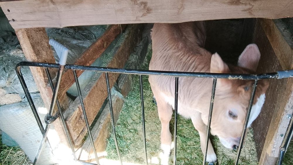 Продам двух телят