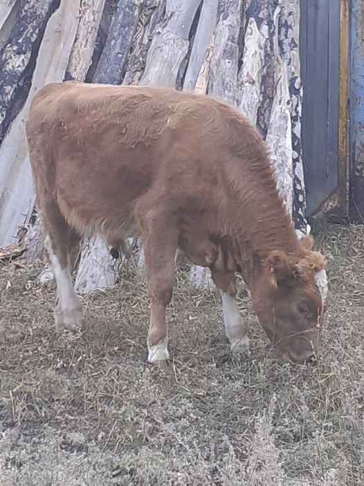 Продам бычка пять месяцев